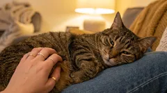 Chyba majiteľa: domnievať sa, že mňaukanie vždy znamená šťastie